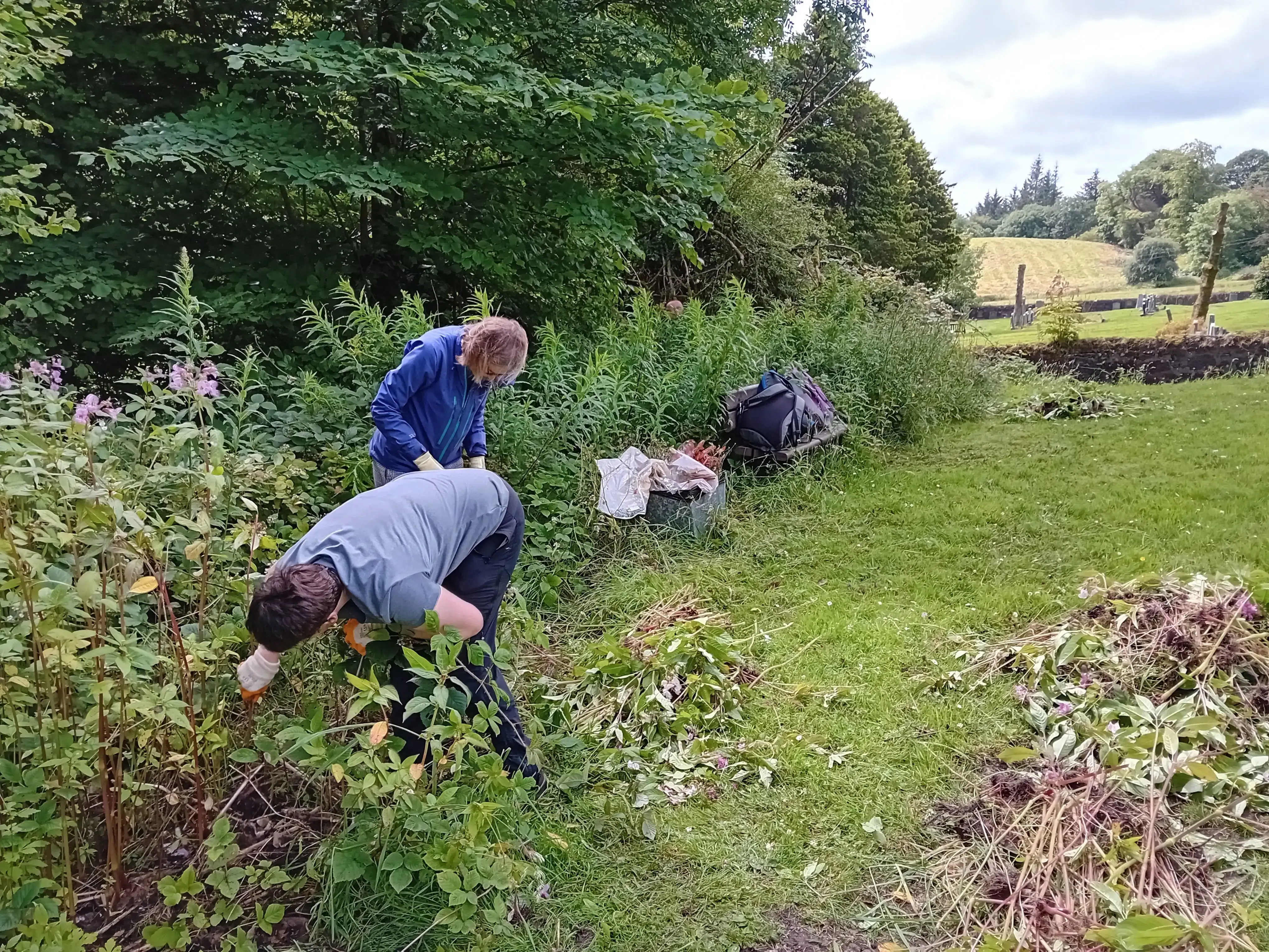 Volunteers removing invasive species